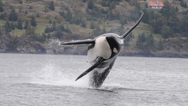 male orca breaching